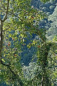 The cloud forest near the Cock of the Rock leks in the Manu reserve 